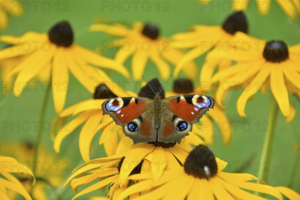 Peacock butterfly (Aglais io) in a garden on a flower of Rudbeckia fulgida (Rudbeckia fulgida), Bavaria, Germany, Europe