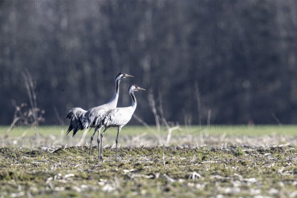 Cranes (Grus grus), Emsland, Lower Saxony, Germany, Europe