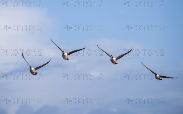 Canada Goose (Branta canadensis) birds in flight over Marshes