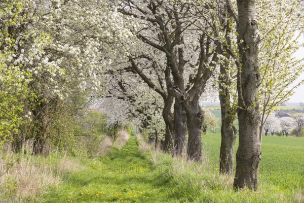 Fruit tree avenue in bloom, meadow path with flowering cherry trees (prunus) near Zaschwitz, Grimma, Saxony, Germany, Europe