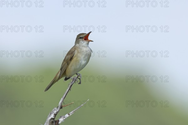 Great Reed Warbler (Acrocephalus arundinaceus) with open beak, singing, twittering, sitting on a twig, singing station, natural habitat, migratory bird, songbirds Lake Neusiedl, Burgenland, Austria, Europe