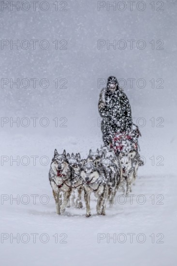 Dog sledding, sled dog driving, dog sled racing, husky, snow, winter, Yukon Quest, Yukon, Canada, North America