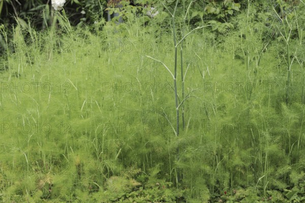 Fennel (Foeniculum vulgare), spice and medicinal plant, North Rhine-Westphalia, Germany, Europe