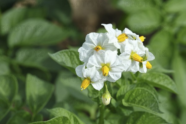 Close-up of a flowering potato plant (Solanum tuberosum), potato blossom, Wilnsdorf, North Rhine-Westphalia, Germany, Europe