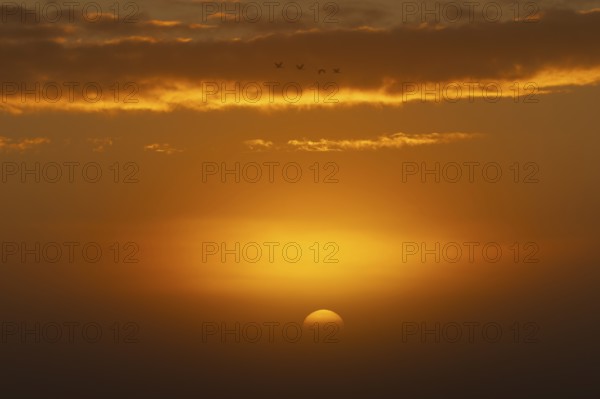 Orange-coloured sunset with clouds and flying birds in the sky, sunrise near Zingst, Western Pomerania Lagoon National Park, Mecklenburg-Western Pomerania, Germany, Europe