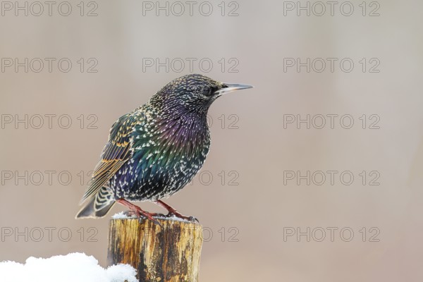 Starling, Common starling (Sturnus vulgaris) standing on a fence post in winter, Wildlife, Winter, Animals, Birds, Siegerland, North Rhine-Westphalia, Germany, Europe