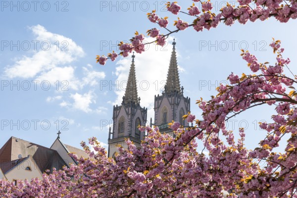 Lushly flowering branches of the Japanese flowering cherry (Prunus serrulata), in the background the towers of St. Aegidien church, Oschatz, Saxony, Germany, Europe