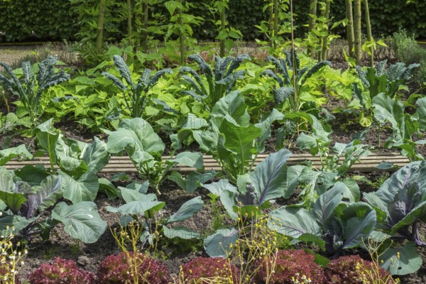 Garden with various vegetable plants, including kale and lettuce, arranged in rows, with lush green foliage and neat beds, Kreislehrgarten, Burgsteinfurt, Münsterland, Germany, Europe