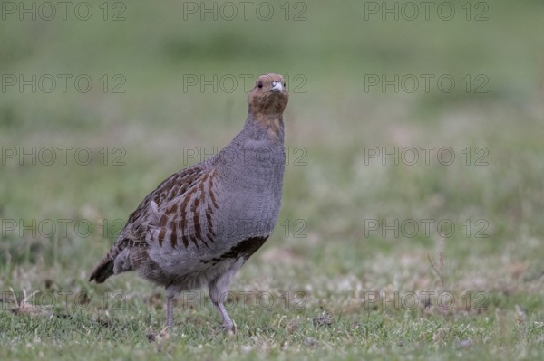 Gray partridge (Perdix perdix), Emsland, Lower Saxony, Germany, Europe