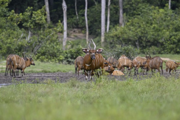 Bongo antelopes (Tragelaphus eurycerus) in the Dzanga Bai forest clearing, Dzanga-Ndoki National Park, Unesco World Heritage Site, Dzanga-Sangha Complex of Protected Areas (DSPAC), Sangha-Mbaéré Prefecture, Central African Republic, Africa