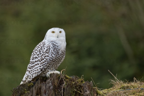 Snowy owl (Bubo scandiacus) captive, Czech Republic, Europe