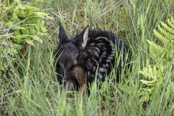 Fawn (Capreolus capreolus), newborn in a meadow, Emsland, Lower Saxony, Germany, Europe