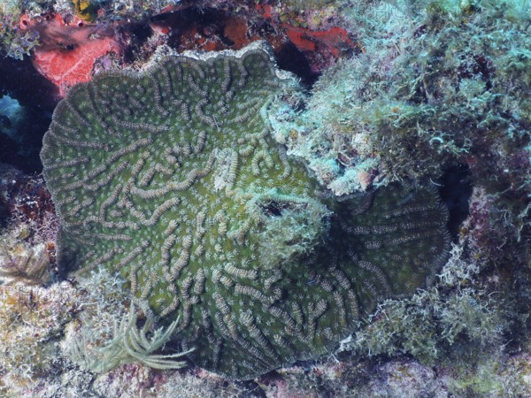 Green cactus coral (Mycetophyllia ferox) with characteristic pattern on a reef, dive site John Pennekamp Coral Reef State Park, Key Largo, Florida Keys, Florida, USA, North America
