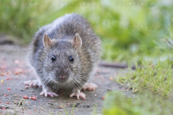 A young Norway rat (Rattus norvegicus) sits on a path in the countryside and looks curiously ahead, Hesse, Germany, Europe