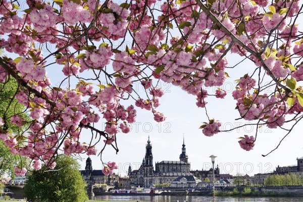 Dresden in spring, blossom of the ornamental cherry, view to the Hofkirche and the castle, Saxony, Germany, Europe