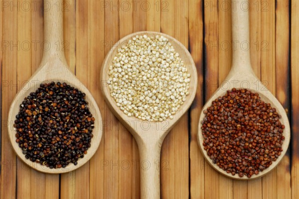 Quinoa, black, white and red, Quinoa (Chenopodium quinoa) Inca grain, Peru rice