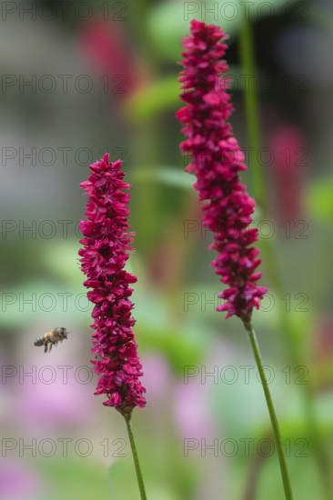 Candle knotweed (Persicaria amplexicaulis), North Rhine-Westphalia, Germany, Europe