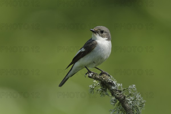 European pied flycatcher (Ficedula hypoleuca), male sitting on a branch overgrown with lichen, North Rhine-Westphalia, Germany, Europe
