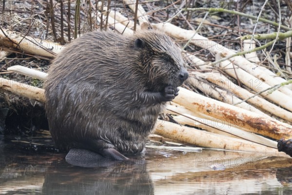 A beaver (Castor fibre) sits by the water surrounded by gnawed branches in a humid environment, Hesse, Germany, Europe
