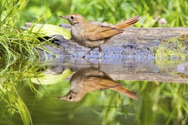 Nightingale (Luscinia megarhynchos) Hungary