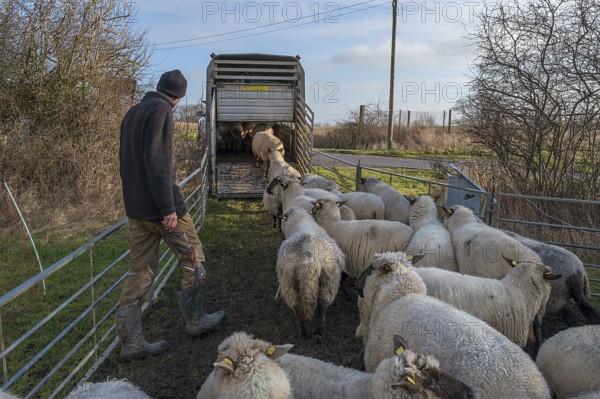 Shepherd loading his sheep into a double-decker livestock trailer, Mecklenburg-Western Pomerania, Germany, Europe