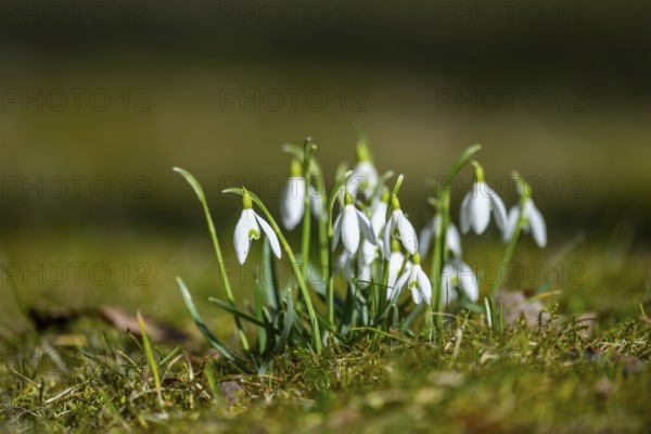 Common snowdrops (Galanthus nivalis) in flower in spring on a meadow on a sunny day, Bavaria, Germany, Europe