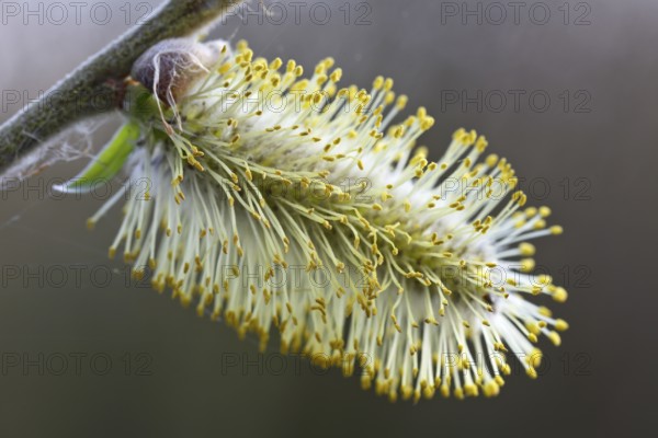 Close-up of the inflorescence of the willow bush, willow catkins, Flusslandschaft Peenetal nature park Park, Mecklenburg-Western Pomerania, Germany, Europe