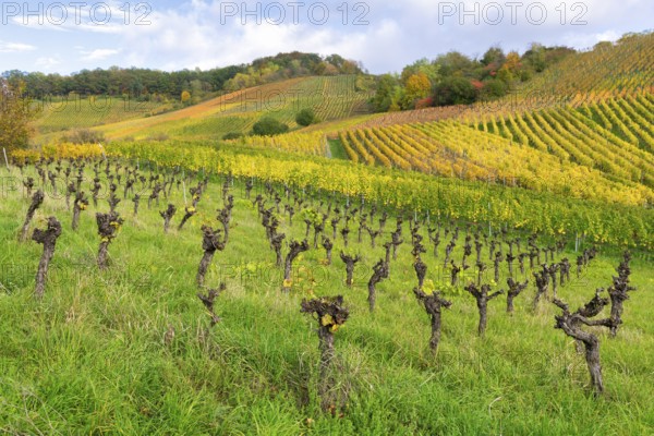 Vineyards with gnarled vines on a hill, surrounded by green grasses in autumnal colours, The vines are removed because the cultivation is no longer worthwhile at the moment, Remstal, Korb, Baden-Württemberg, Germany, Europe