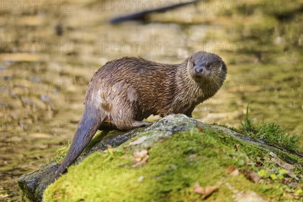 Eurasian otter (Lutra lutra) on a rock in the bavarian forest, Bavaria, Germany, Europe