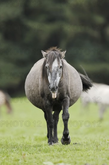 Dülmener Wildpferd, pregnant mare, Merfelder Bruch, Dülmen, North Rhine-Westphalia, Germany, Europe