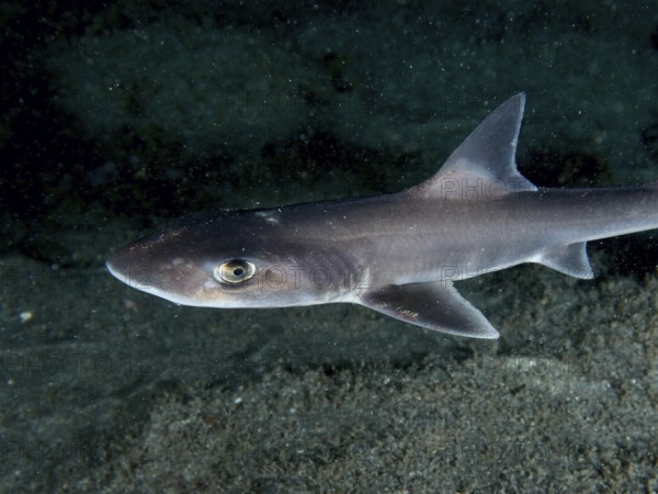 Close-up of a Common smooth-hound shark (Mustelus mustelus) swimming calmly above the seabed at night, Playa dive site, Los Cristianos, Tenerife, Canary Islands, Spain, Europe