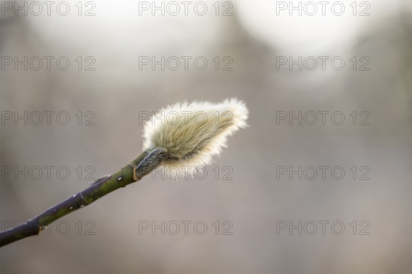 Flowering Goat willow (Salix caprea) with male flowers, willow catkins, Bavaria, Germany, Europe