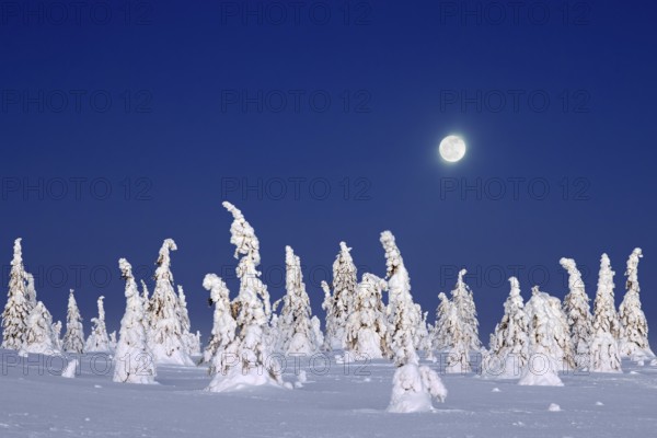 Tykky forest, snow covered spruce trees on the taiga at full moon in winter, Riisitunturi National Park, Finnish Lapland, Posio, Koillismaa, Finland, Europe