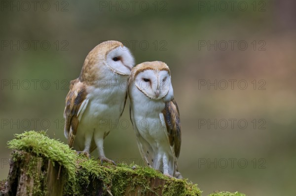 Pair of barn owls (Tyto alba) Bavaria, Germany, Europe