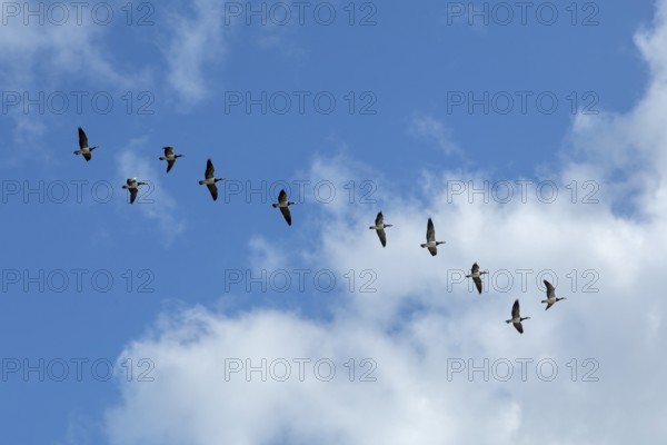 White-fronted geese, Barnacle geese (Branta leucopsis) Flock over the Elbe near Glückstadt, Schleswig-Holstein, Germany, Europe