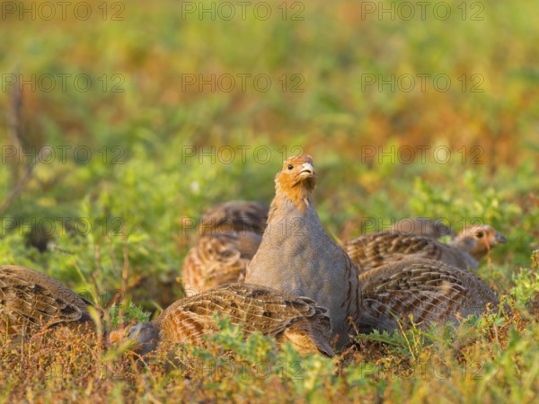 Gray partridges (Perdix perdix), family group (chain) on a fallow land, Solms, Hesse, Germany, Europe