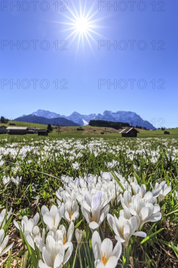 Spring crocuses, wild crocus, white, sunbeams, sunny, hummocky meadows, Werdenfelser Land, Karwendel Mountains, Bavaria, Germany, Europe