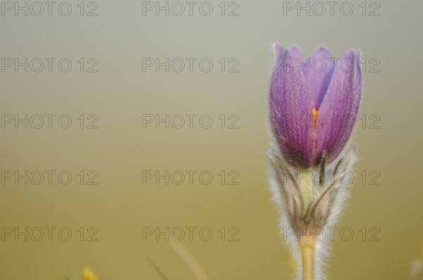 Purple flower against a light, soft background, Pasque flower (Pulsatilla vulgaris), Upper Palatinate