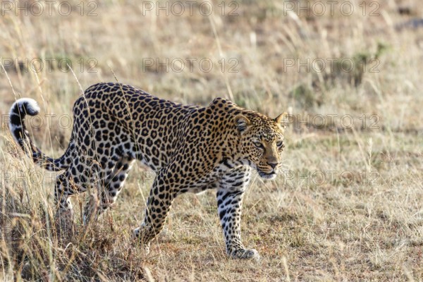 African Leopard (Panthera pardus) waking on the savanna, Maasai Mara National Reserve, Kenya, Africa