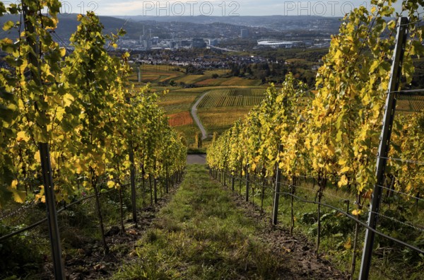 View of MHPArena, MHP Arena, gas boiler, Daimler Group headquarters, Untertürkheim plant, Stuttgart, over vineyard, vines, grapevines, vine cultivation, autumn colouring, autumn, Kappelberg, Fellbach, Waiblingen, Baden-Württemberg, Germany, Europe