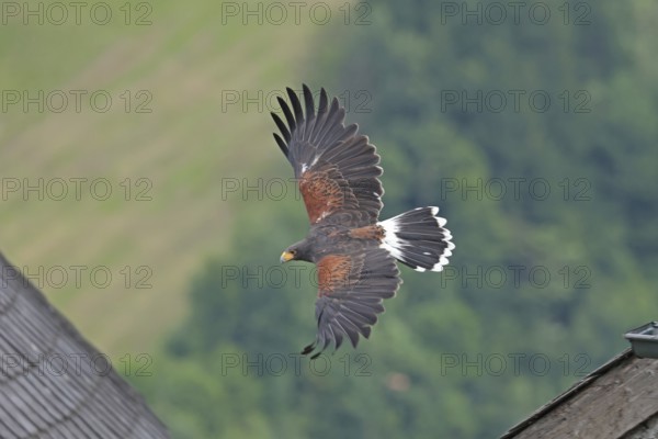 Harris's hawk (Parabuteo unicinctus), Hohenwerfen Castle, Salzburger Land, Austria, falconer, Harris's Hawk, Europe