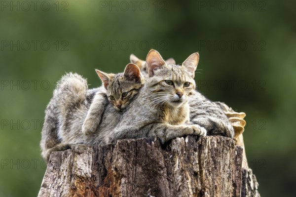 A protective cat with cuddling kittens on a tree trunk in the forest, wildcat (Felis silvestris), kitten, Germany, Europe
