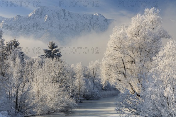 Snow-covered trees in front of mountains, hoarfrost, winter, Lake Kochel, Alpine foothills, Bavaria, Germany, Europe