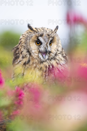 Long-eared owl (Asio otus), or lesser horned owl, sitting in middle of blossoming flowers, captive, Pyrenees, Catalonia, Spain, Europe