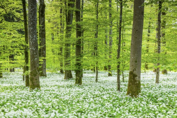Wild garlic in flower (Allium ursinum), allium family (Allium), beech forest, Weiterdingen, Hegau, Baden-Württemberg, Germany, Europe