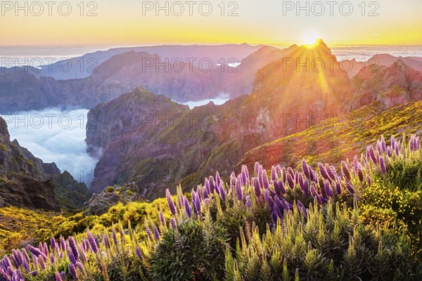 View from Pico do Arieiro of mountains over clouds with Pride of Madeira flowers and blooming Cytisus shrubs on sunset with sunburst. Madeira island, Portugal, Europe