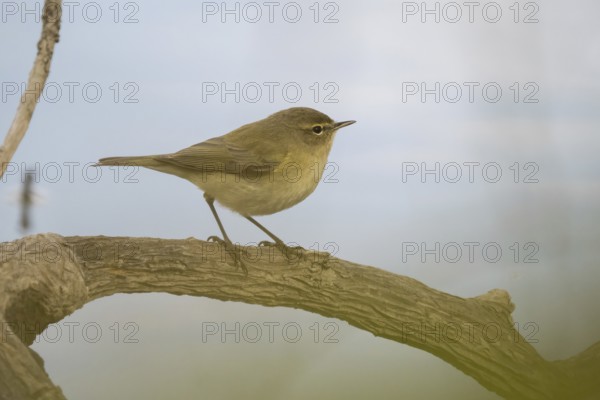 A chiffchaff (Phylloscopus collybita) sits quietly on a branch in a natural environment, Hesse, Germany, Europe