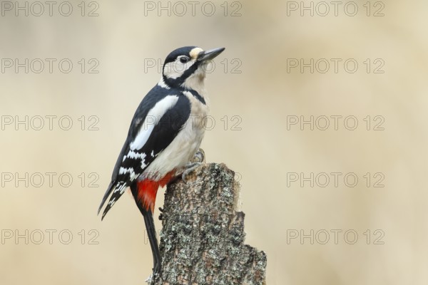 Great spotted woodpecker (Dendrocopus major), female, with red, black and white feathers sitting on a birch trunk, wildlife, woodpeckers, birds, nature photography, autumn, Neunkirchen, Siegerland, North Rhine-Westphalia, Germany, Europe
