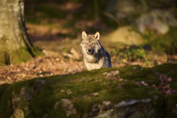 Close-up of a Eurasian wolf (Canis lupus lupus) in a forest in spring, Bavarian Forest National Park, Germany, Europe