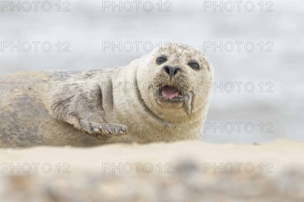 Grey seal (Halichoerus grypus) adult animal on a beach, Norfolk, England, United Kingdom, Europe